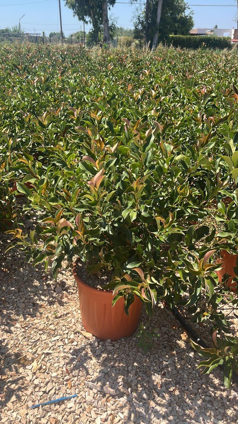 PHOTINIA X FRASERI DYNAMO RED fotinia