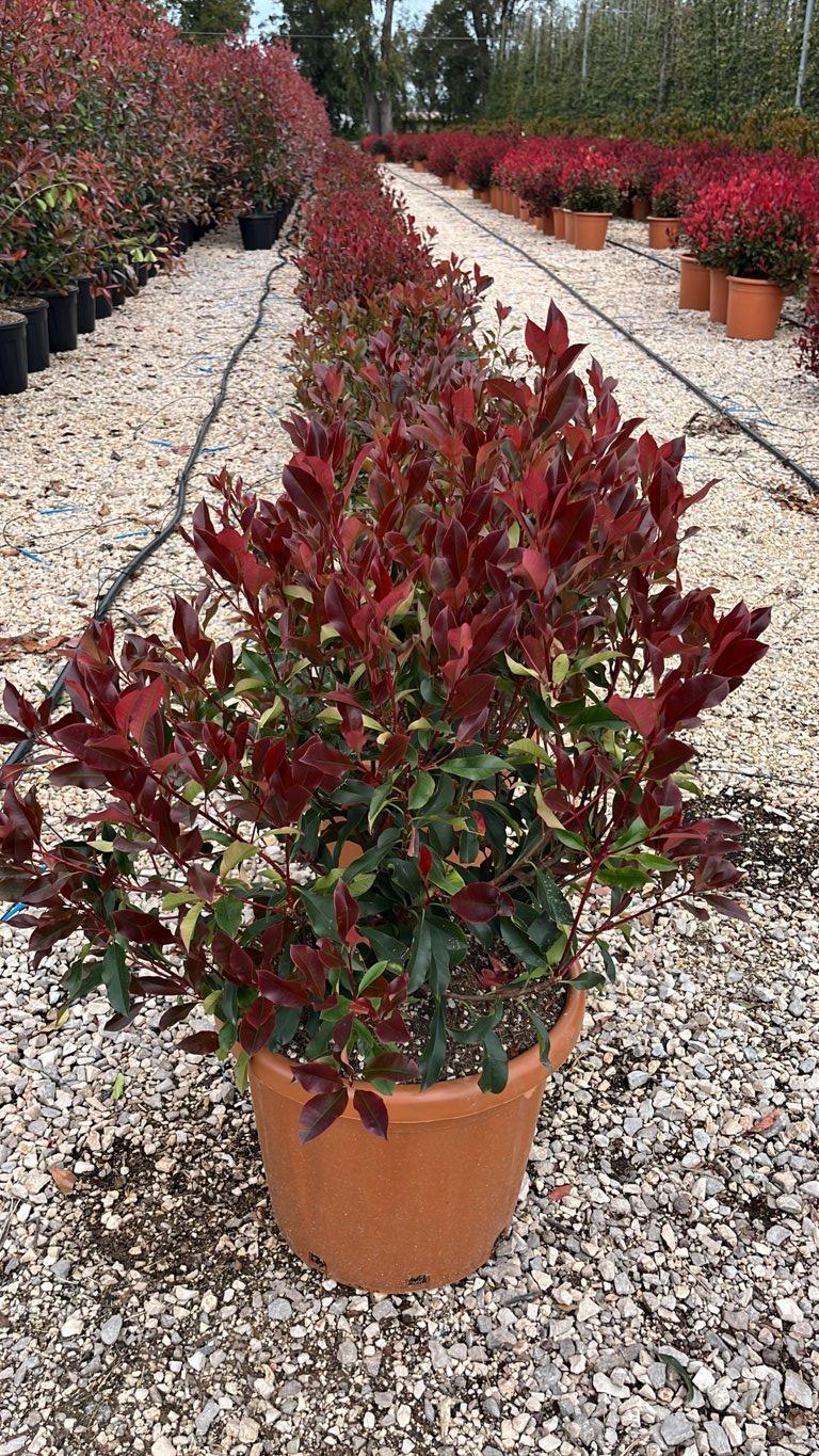 PHOTINIA X FRASERI DYNAMO RED fotinia