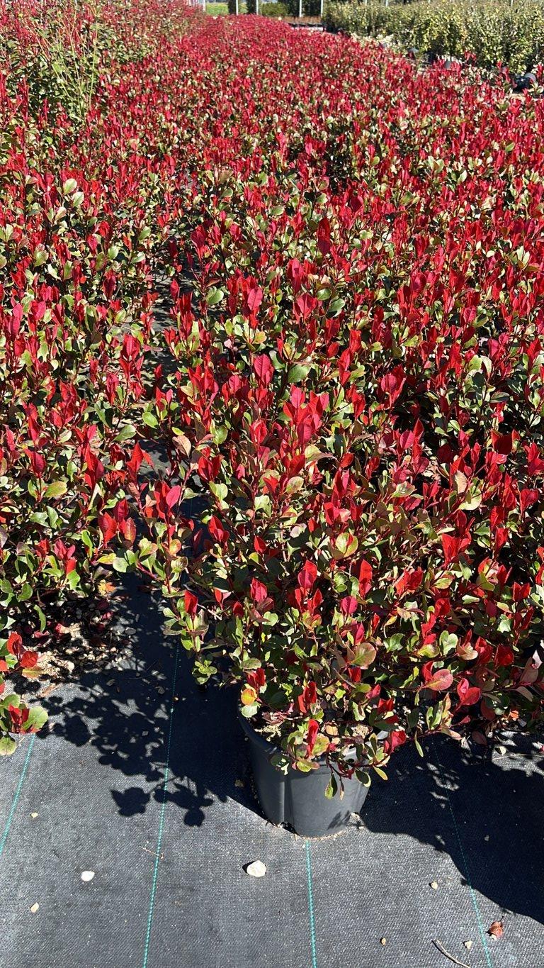 PHOTINIA X FRASERI LITTLE RED ROBIN fotinia
