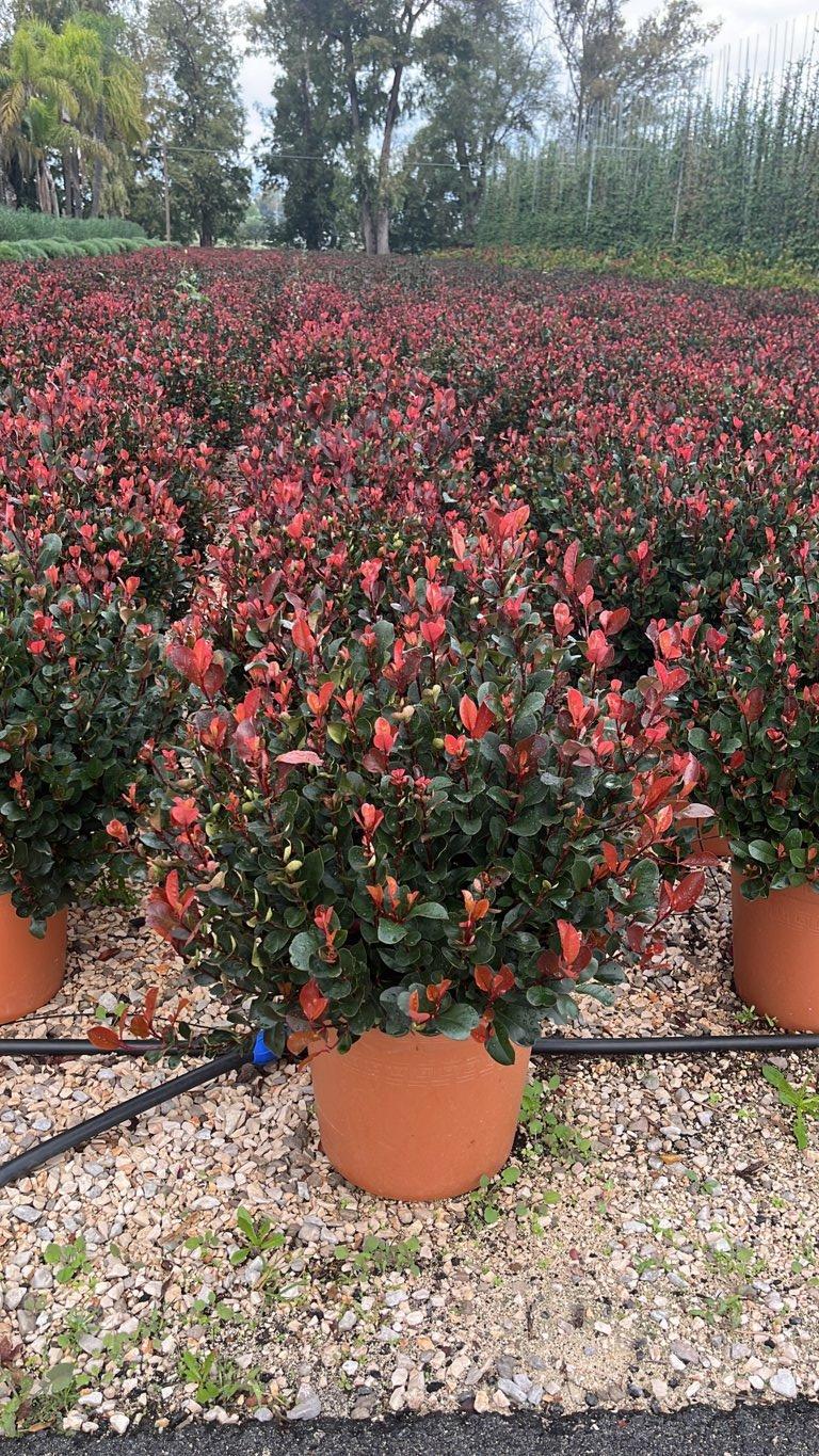 Photinia Fraseri Little Red Robin (Fotinia) — Palla, vaso 35 litri