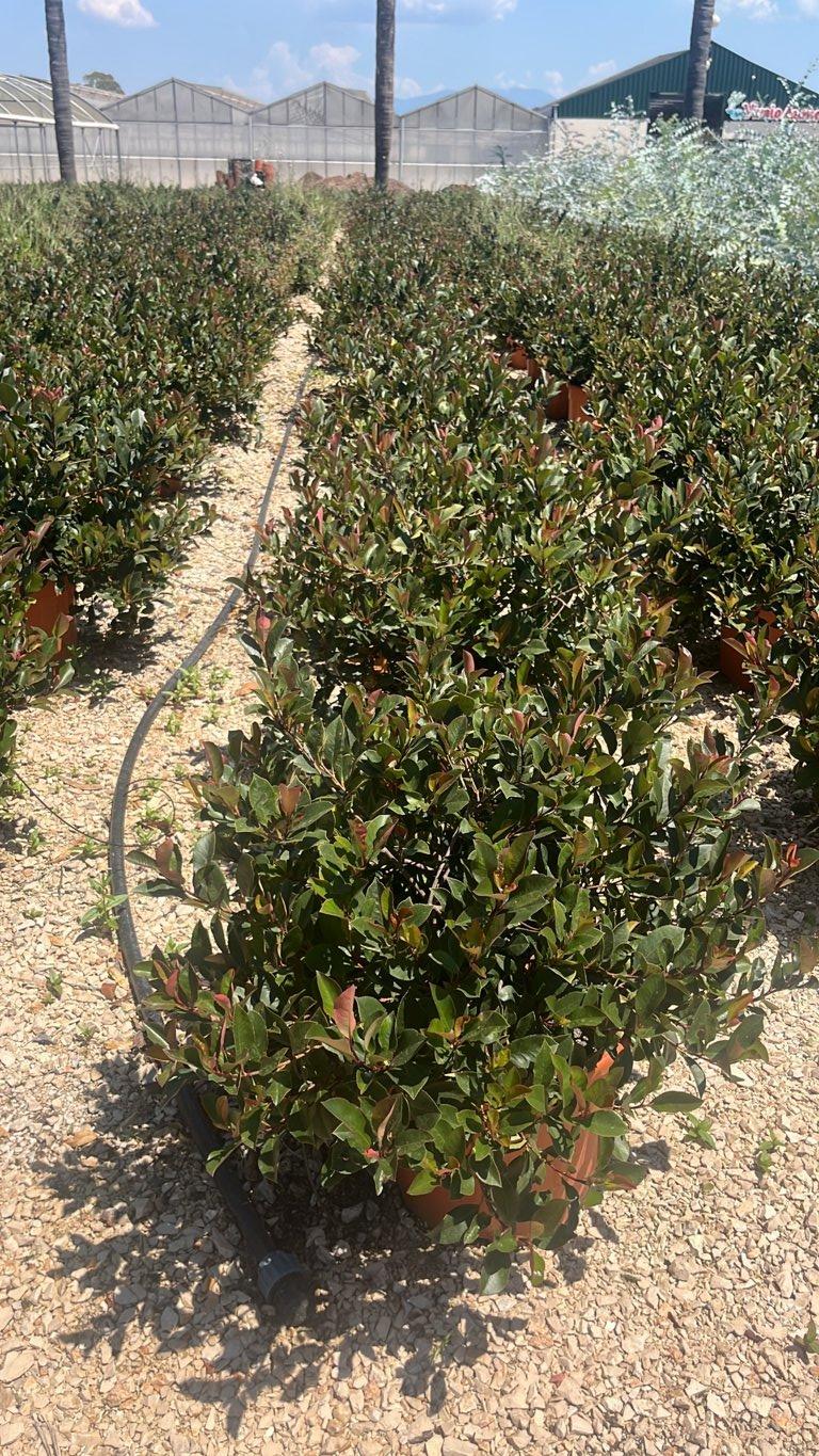 PHOTINIA X FRASERI LITTLE RED ROBIN fotinia