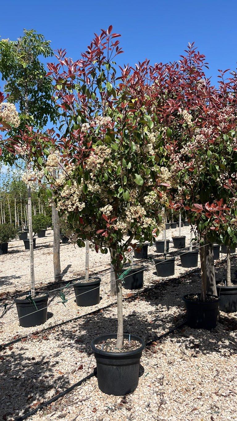 PHOTINIA X FRASERI RED ROBIN fotinia