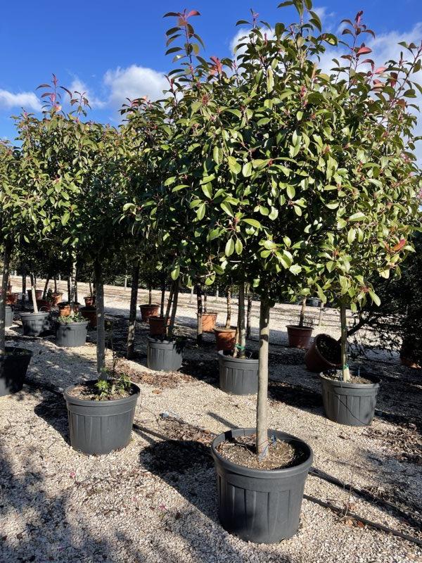 Photinia Fraseri Red Robin (Fotinia) — 3/4 fusto, circonferenza 20/25 cm, vaso 110 litri