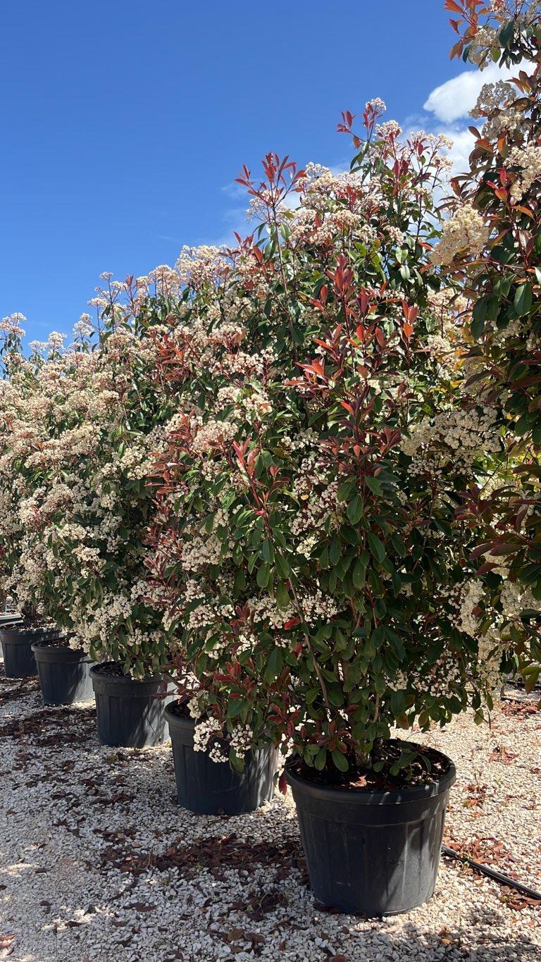 PHOTINIA X FRASERI RED ROBIN fotinia