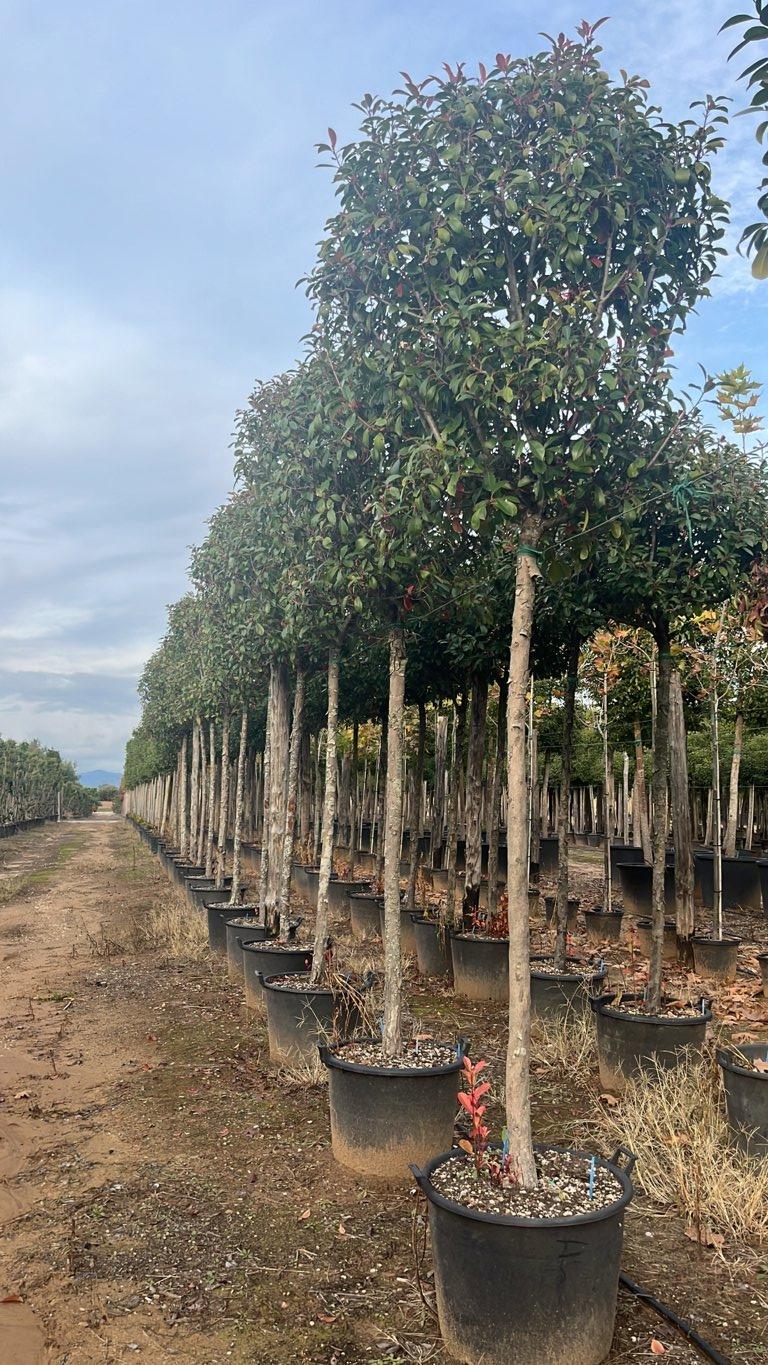 Photinia Fraseri Red Robin (Fotinia) — Albero, circonferenza 18/20 cm, vaso 130 litri
