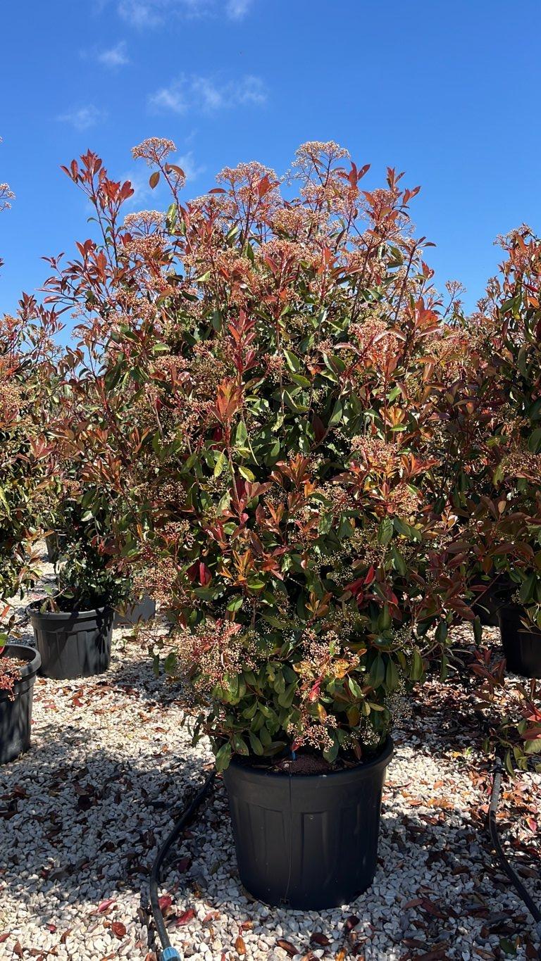 PHOTINIA X FRASERI RED ROBIN fotinia