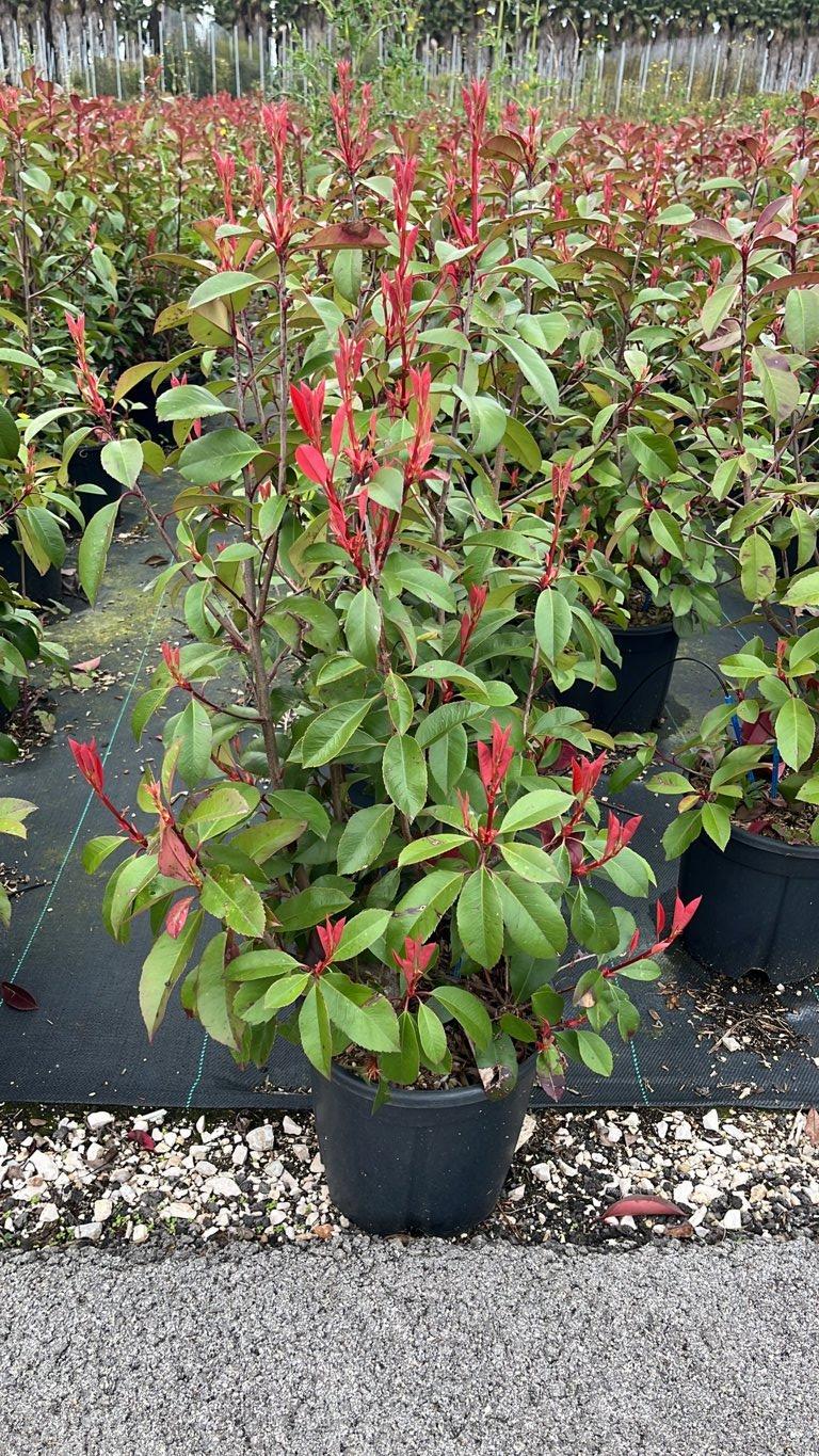 Photinia Fraseri Red Robin (Fotinia) — Cespuglio, altezza 50/75 cm, vaso 9 litri