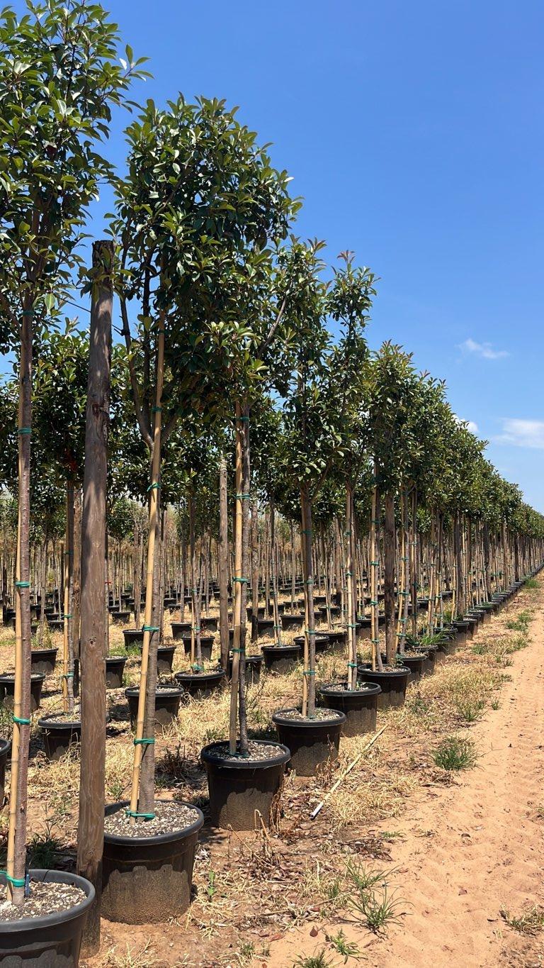 PHOTINIA X FRASERI RED ROBIN fotinia