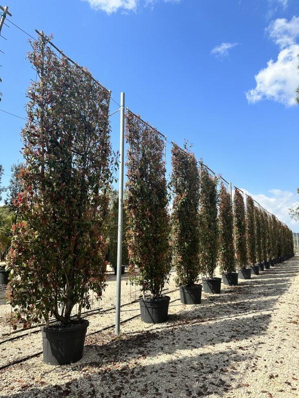 PHOTINIA X FRASERI RED ROBIN fotinia