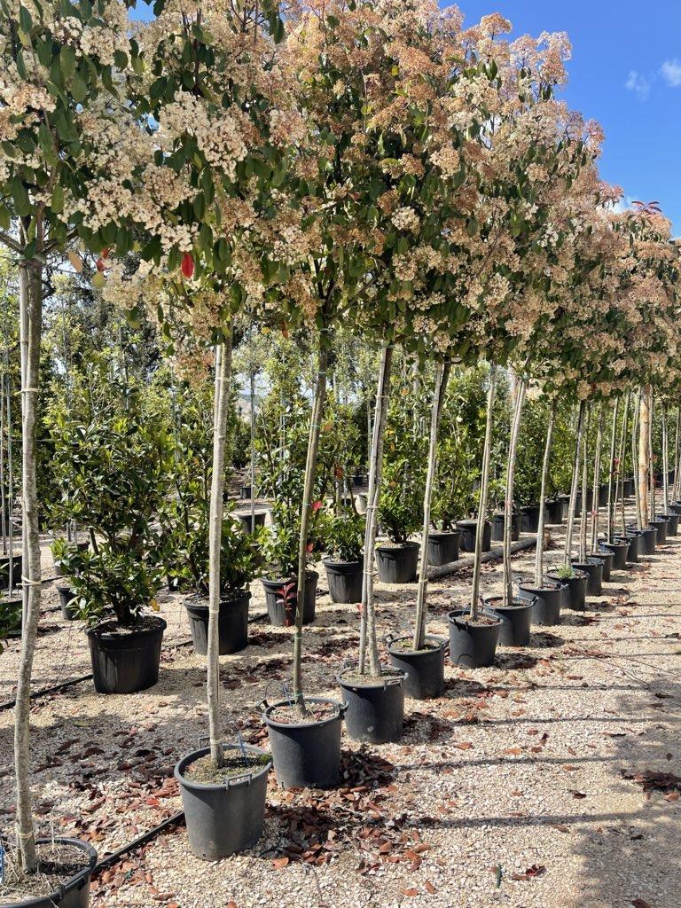 PHOTINIA X FRASERI RED ROBIN fotinia