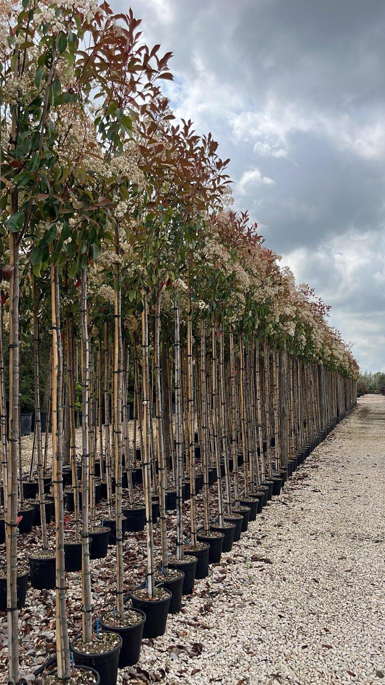 PHOTINIA X FRASERI RED ROBIN fotinia