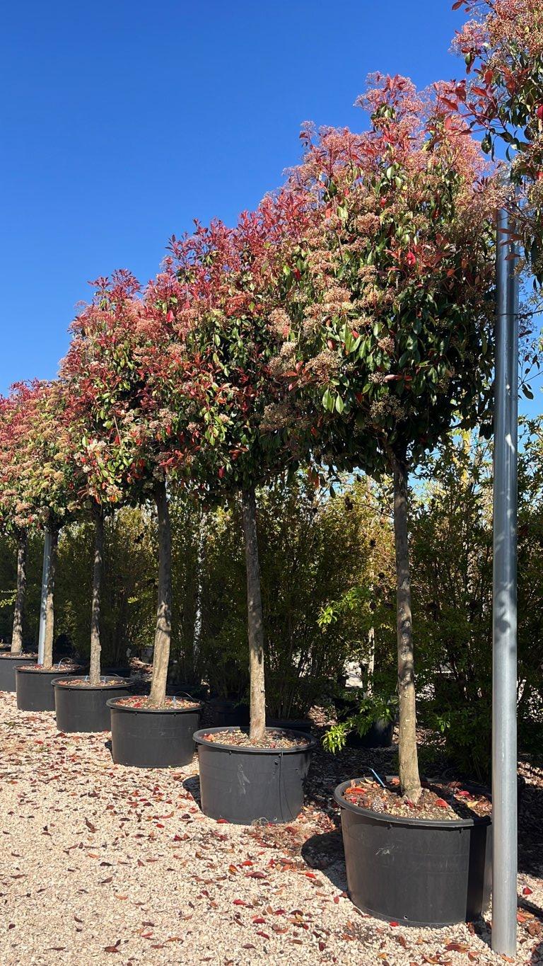 PHOTINIA X FRASERI RED ROBIN fotinia