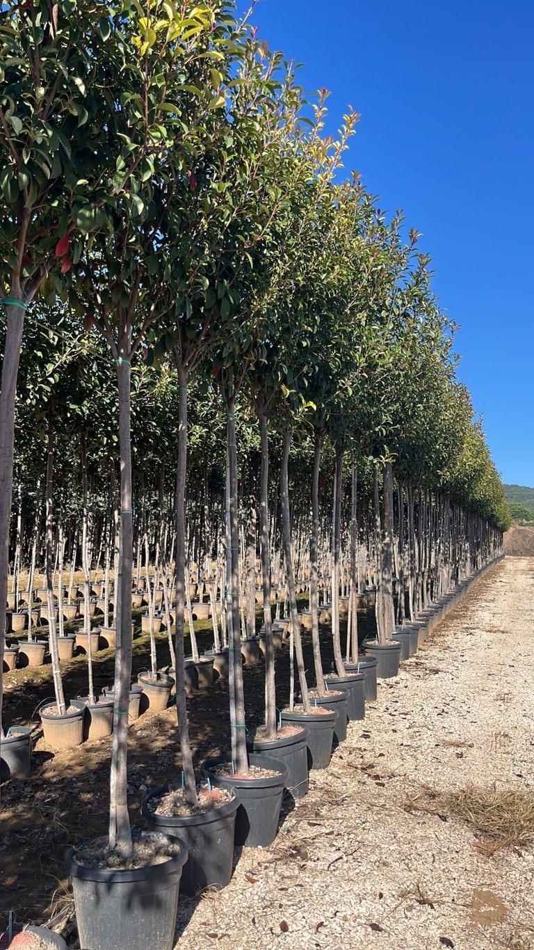 PHOTINIA X FRASERI RED ROBIN fotinia