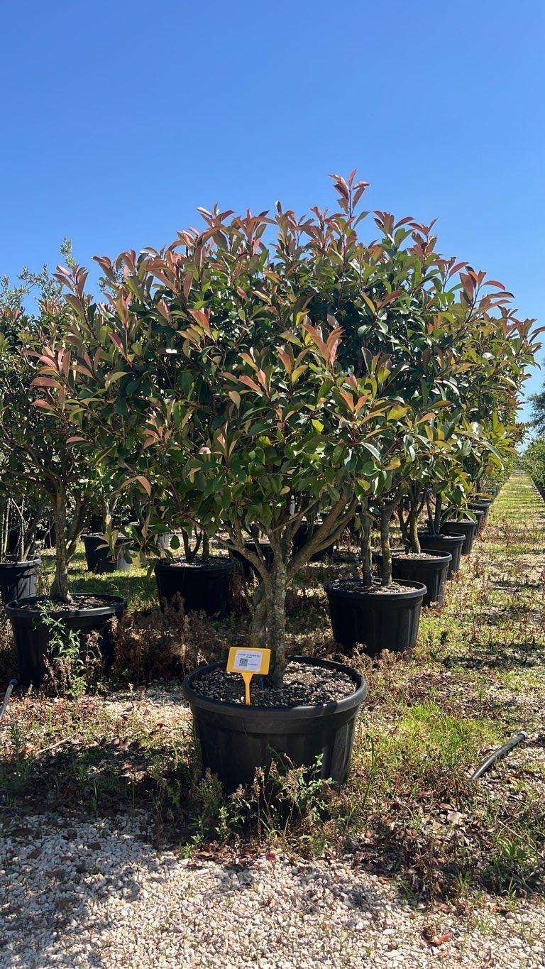 PHOTINIA X FRASERI RED ROBIN fotinia