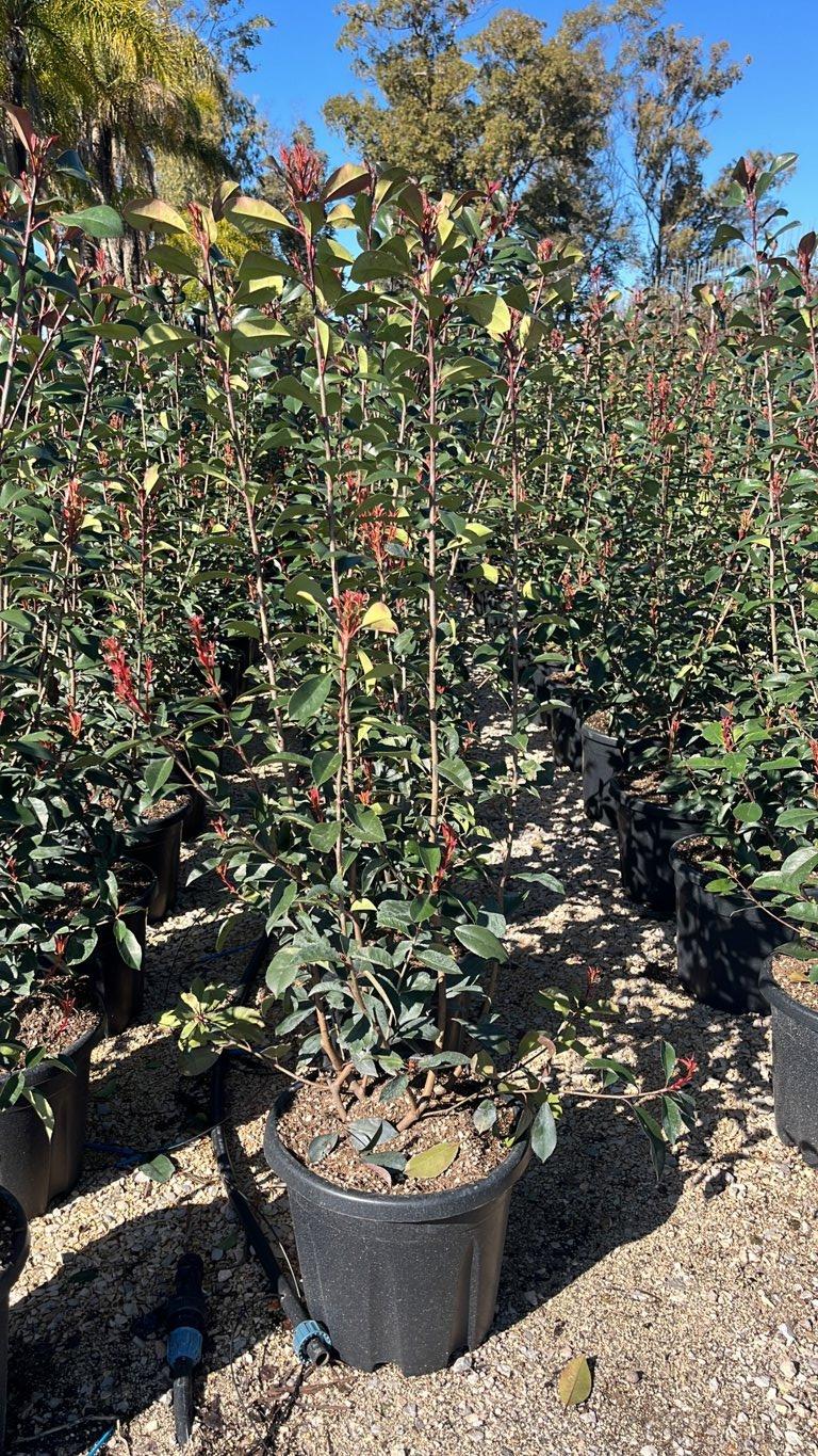 PHOTINIA X FRASERI RED ROBIN fotinia