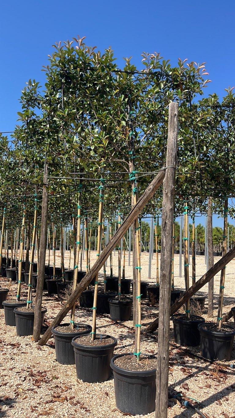 PHOTINIA X FRASERI RED ROBIN fotinia
