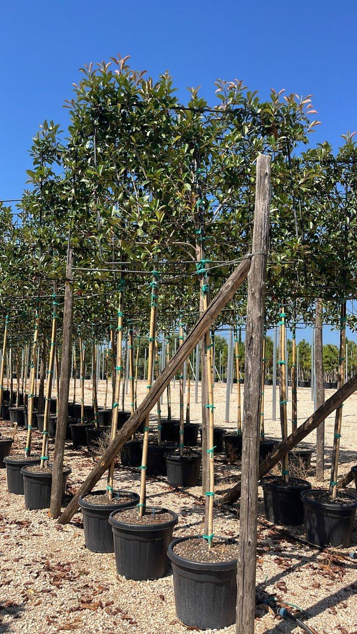 PHOTINIA X FRASERI RED ROBIN fotinia