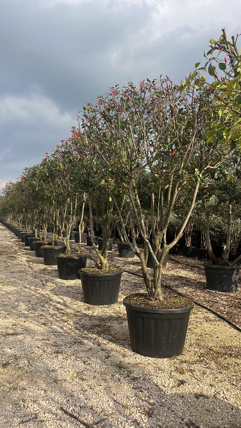 PHOTINIA X FRASERI RED ROBIN fotinia