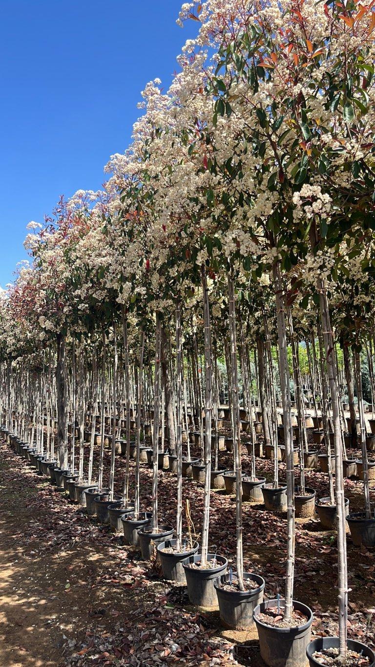 PHOTINIA X FRASERI RED ROBIN SUPER RED fotinia