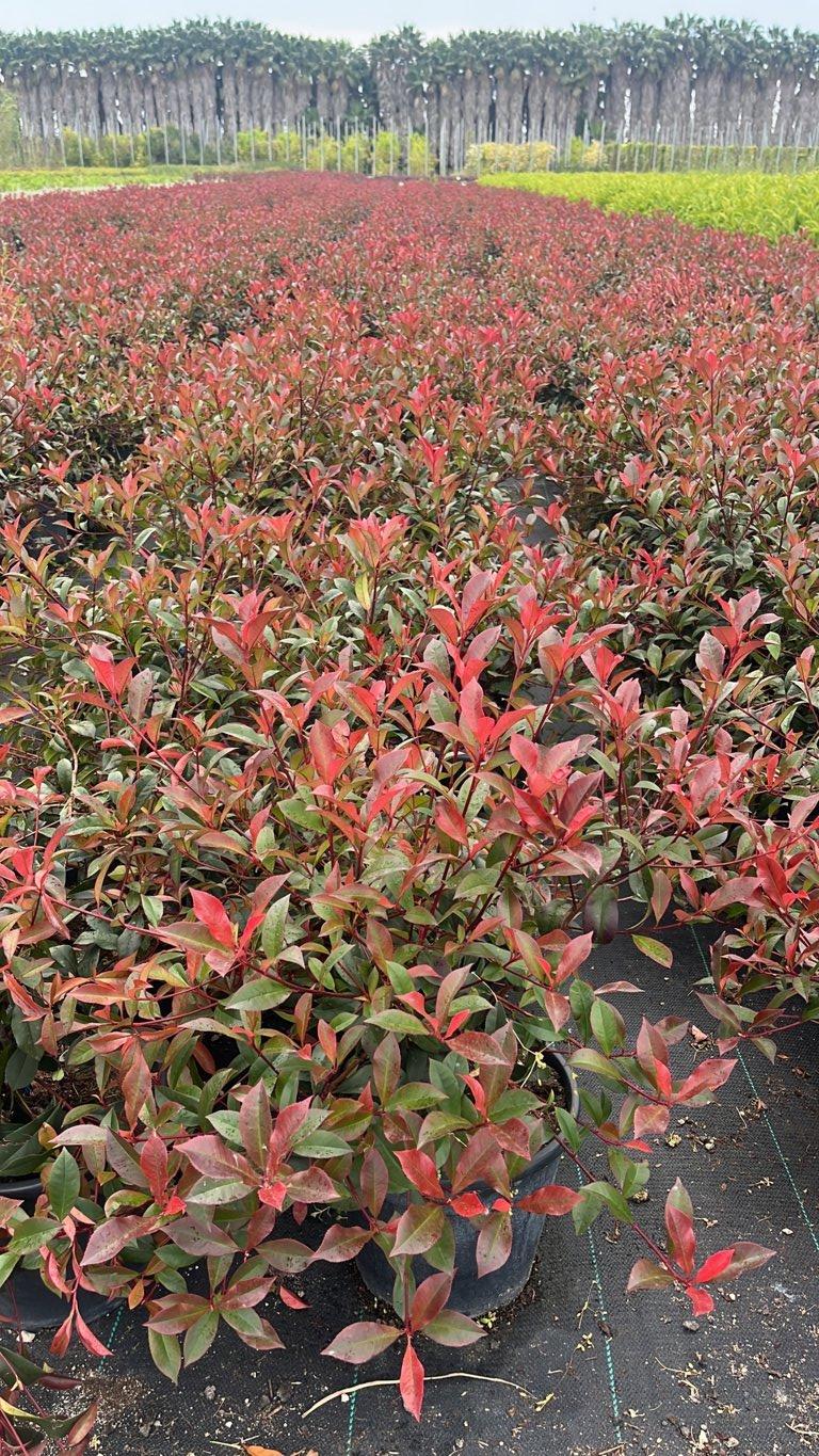 PHOTINIA X FRASERI ROBUSTA fotinia