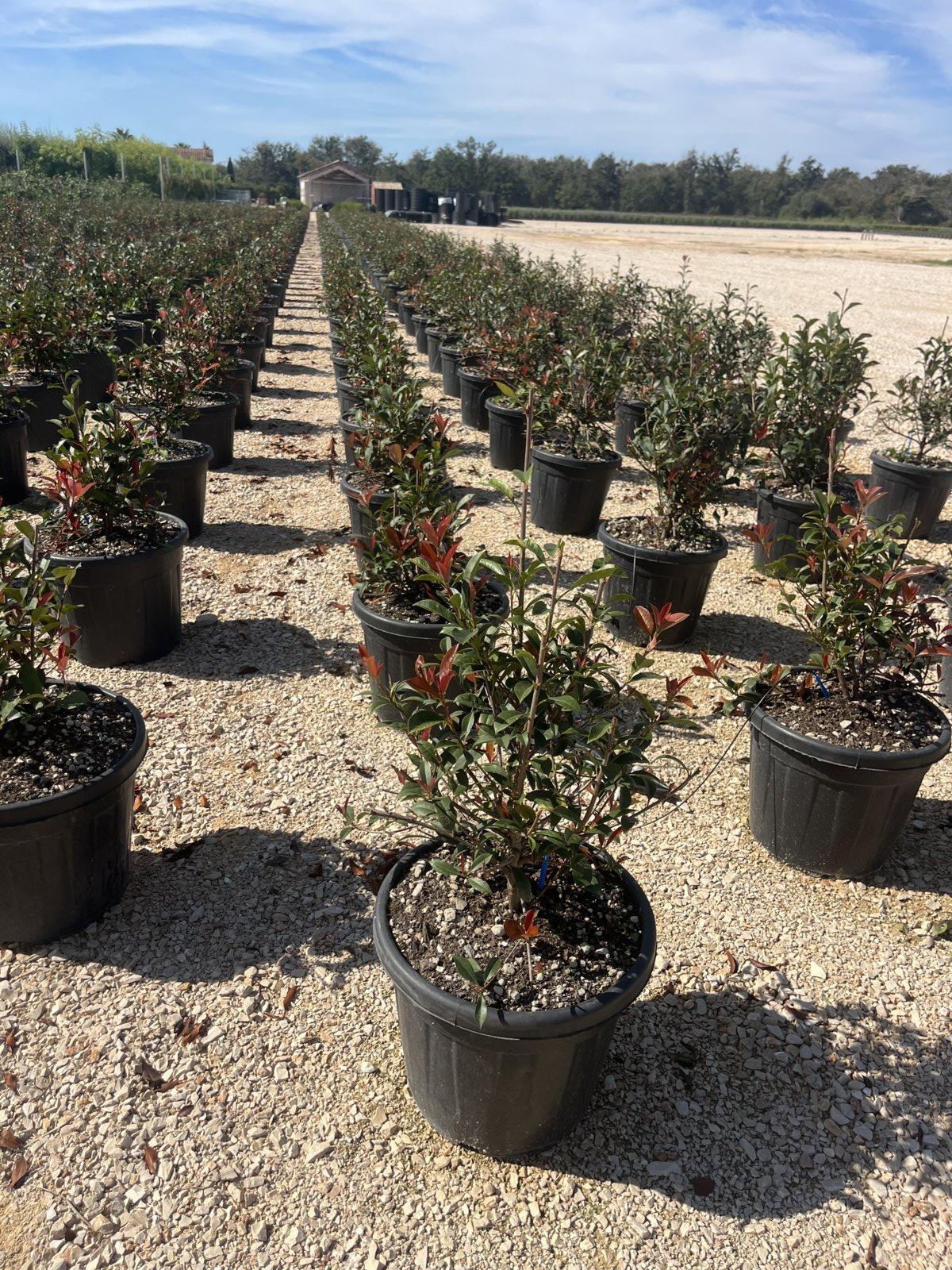PHOTINIA X FRASERI ROBUSTA fotinia