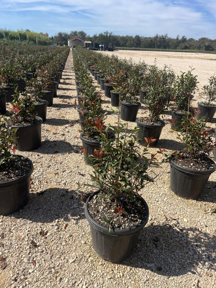 PHOTINIA X FRASERI ROBUSTA fotinia