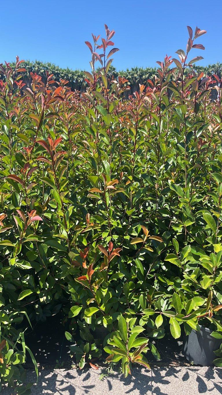 PHOTINIA X FRASERI SUPER RED fotinia