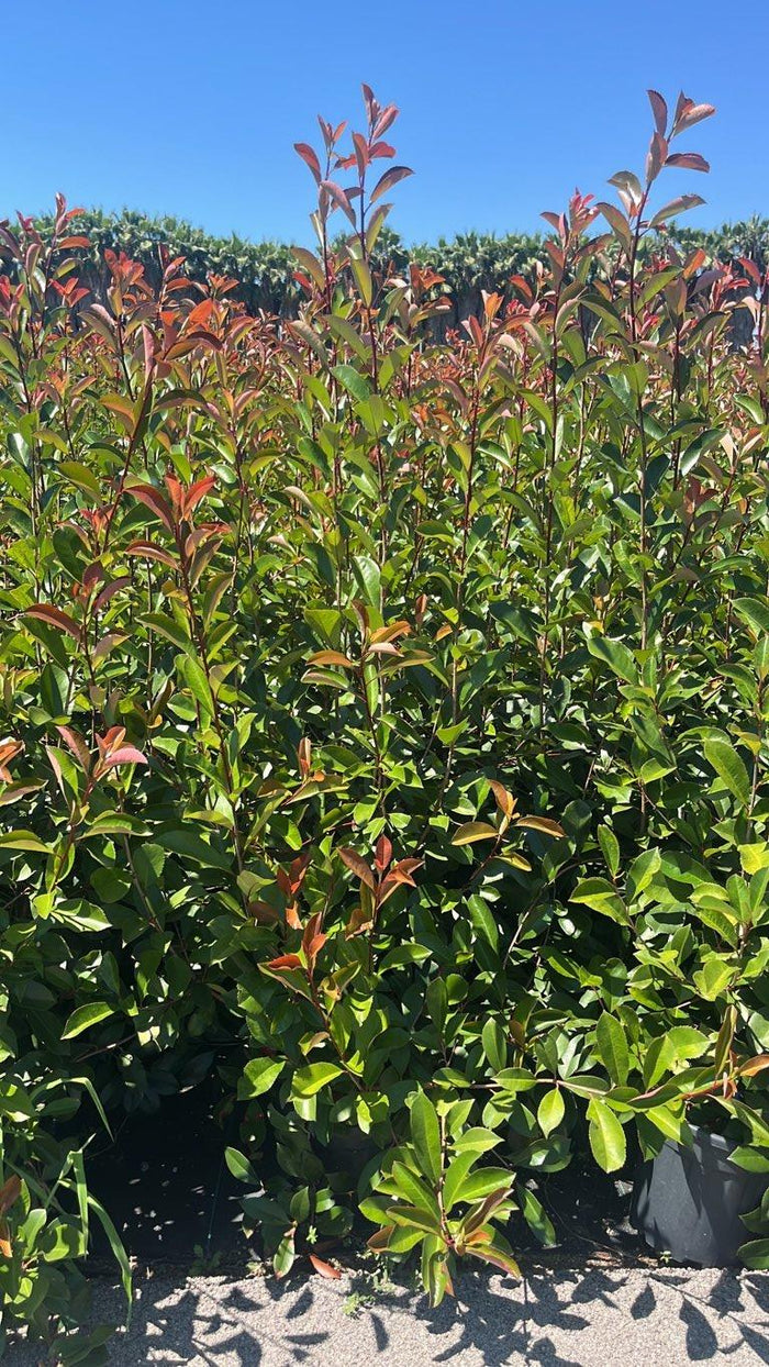 PHOTINIA X FRASERI SUPER RED fotinia