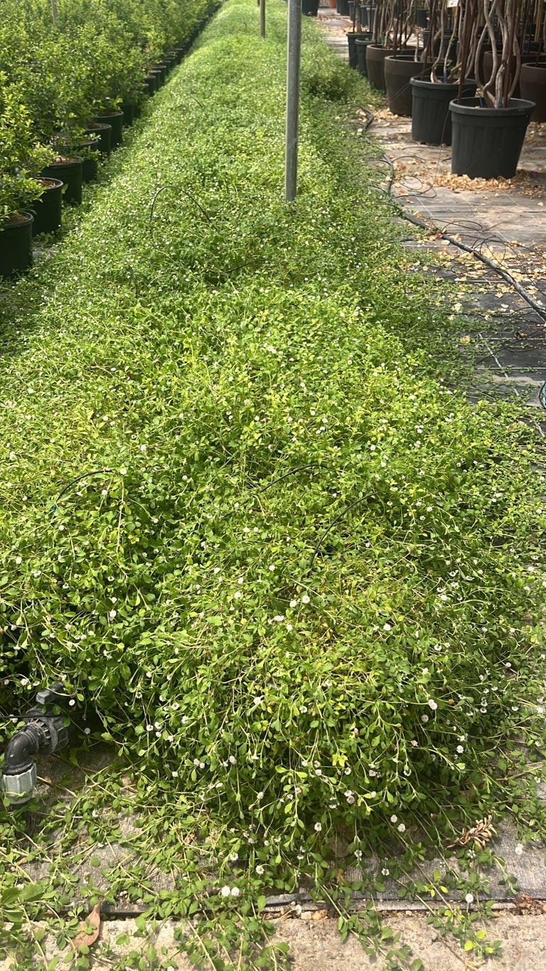 PHYLA (LIPPIA) NODIFLORA Erba Luigia minore