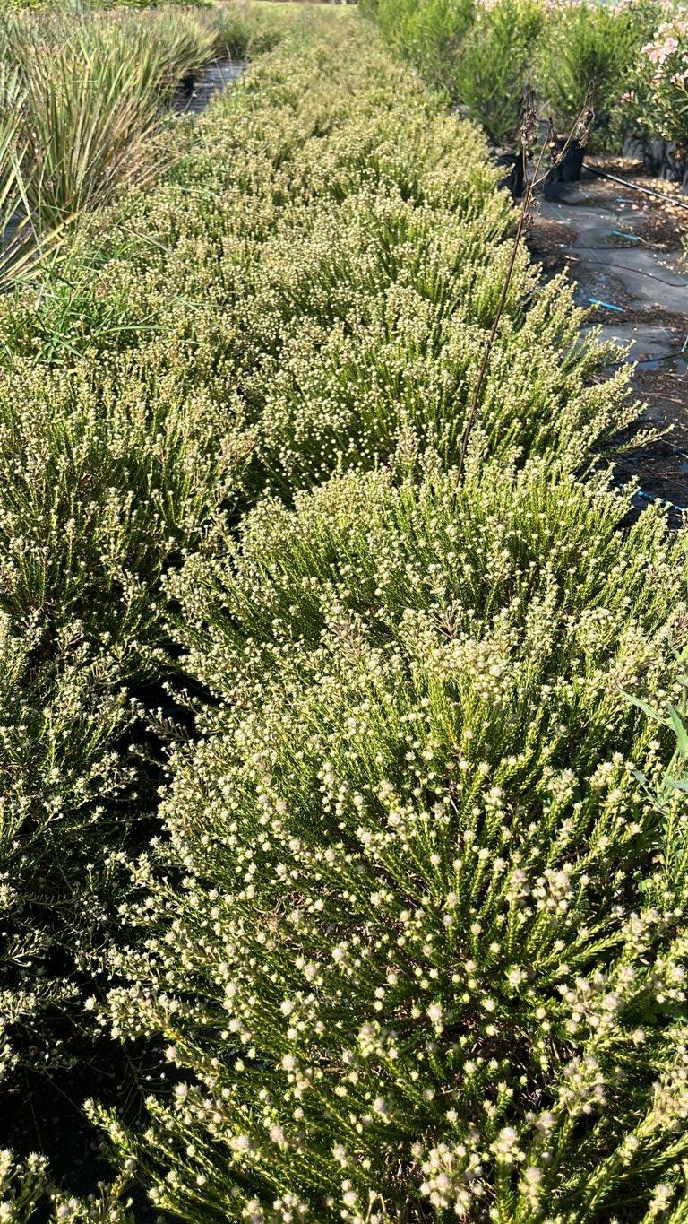 Phylica Ericoides — vaso 9 litri