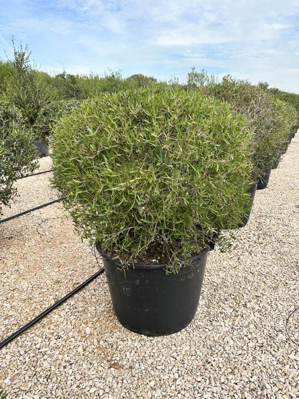 PHYLLIREA ANGUSTIFOLIA Ilatro sottile