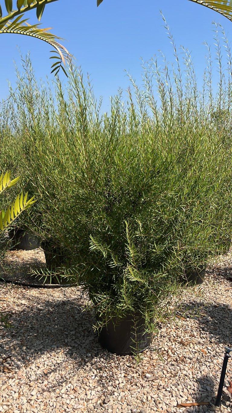 PHYLLIREA ANGUSTIFOLIA Ilatro sottile