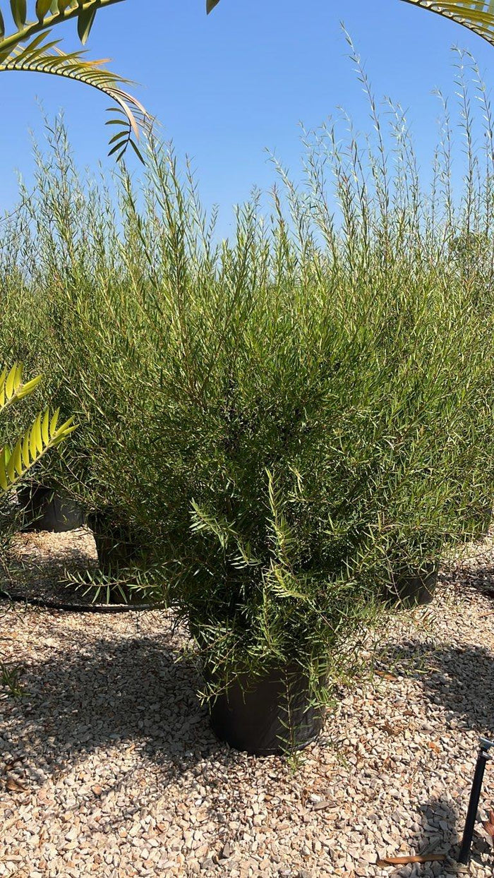 PHYLLIREA ANGUSTIFOLIA Ilatro sottile