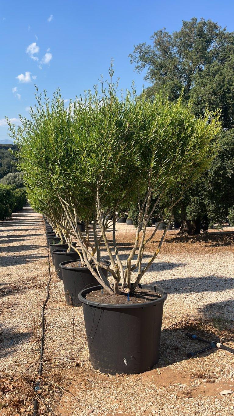 Phillyrea Angustifolia (Ilatro) — Nuvola, altezza 200/250 cm, vaso 350 litri