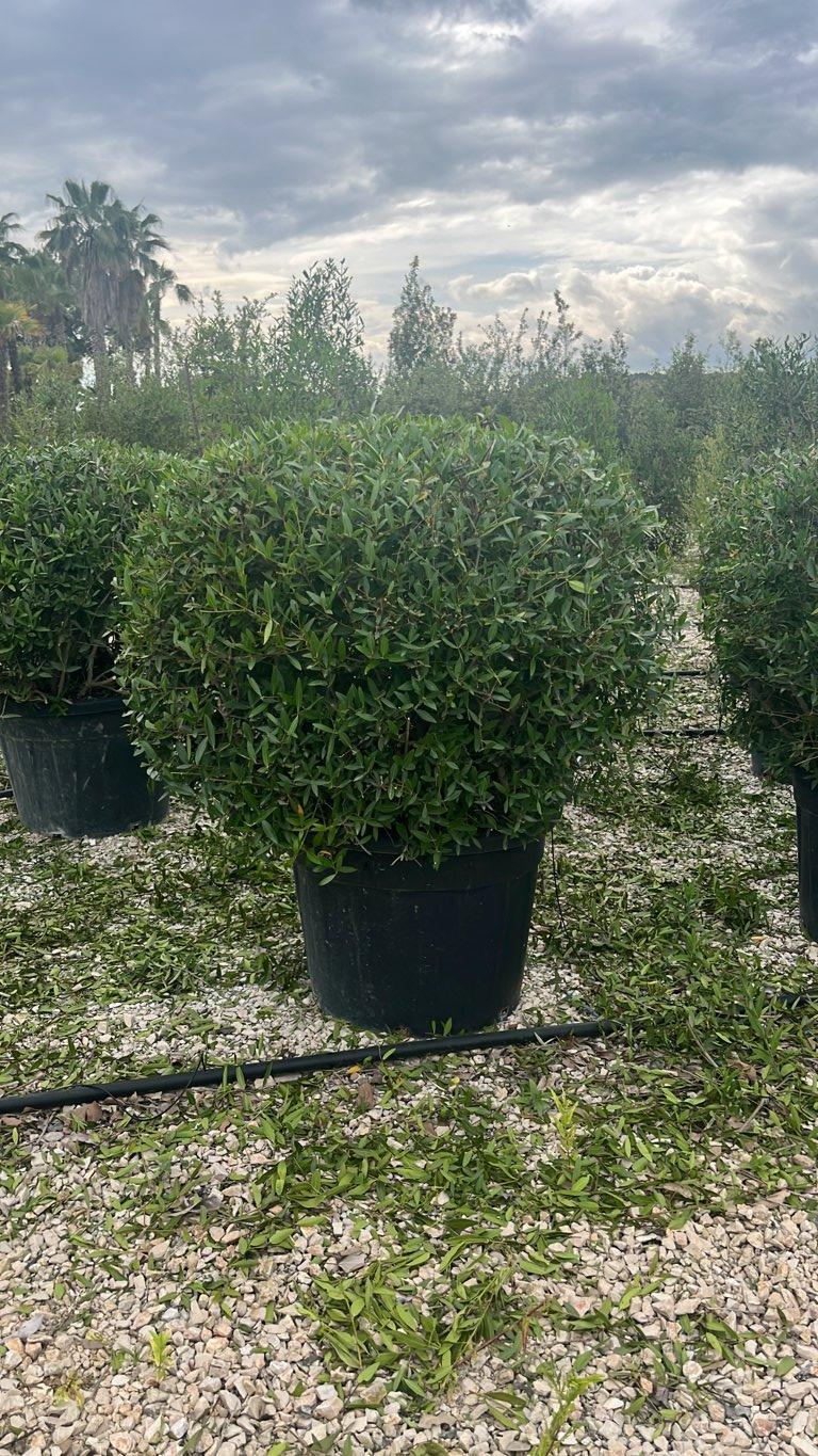 PHYLLIREA ANGUSTIFOLIA Ilatro sottile