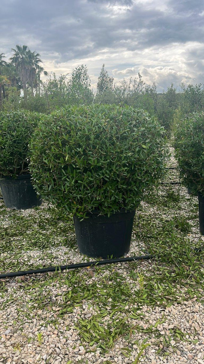 PHYLLIREA ANGUSTIFOLIA Ilatro sottile