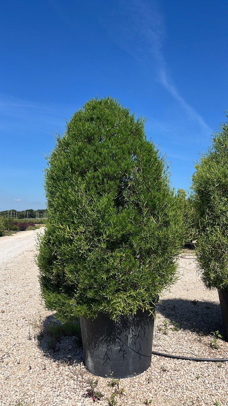 Phillyrea Angustifolia (Ilatro) — Cono, altezza 200/250 cm, vaso 350 litri