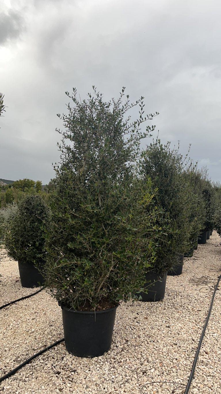 Phillyrea Angustifolia (Ilatro) — Cespuglio, altezza 175/200 cm, vaso 130 litri