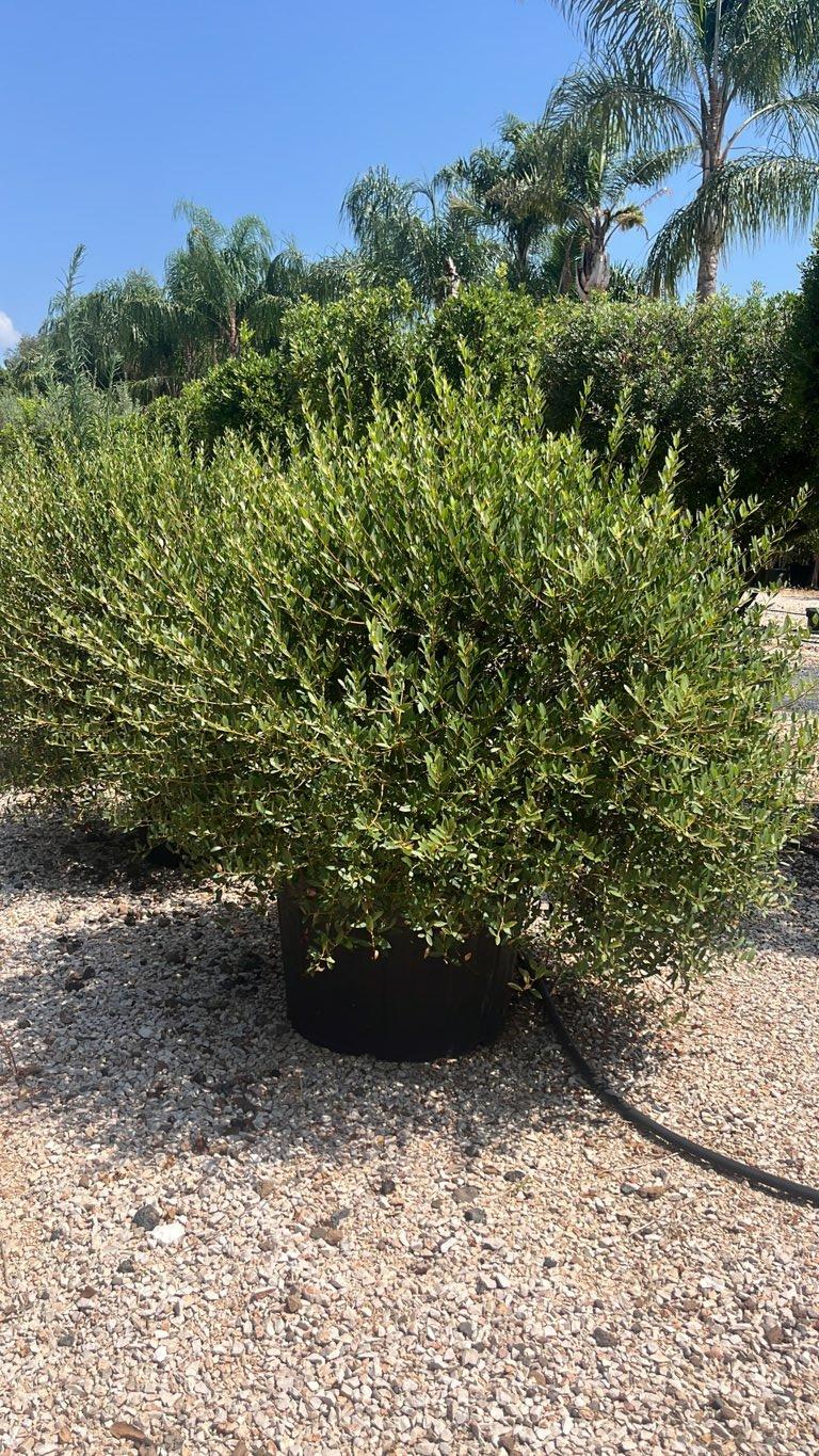 PHYLLIREA ANGUSTIFOLIA Ilatro sottile