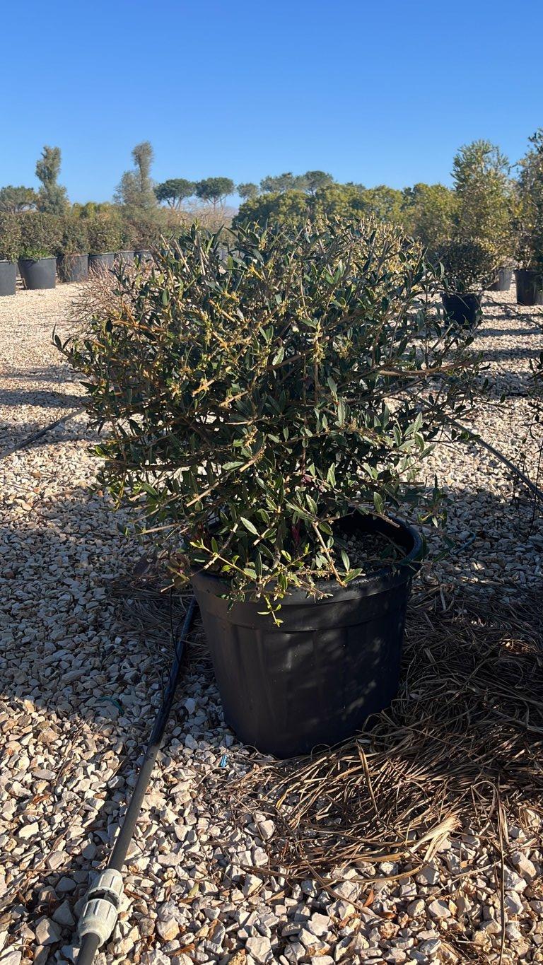 PHYLLIREA ANGUSTIFOLIA Ilatro sottile