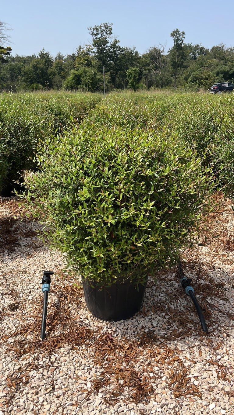 PHYLLIREA ANGUSTIFOLIA Ilatro sottile