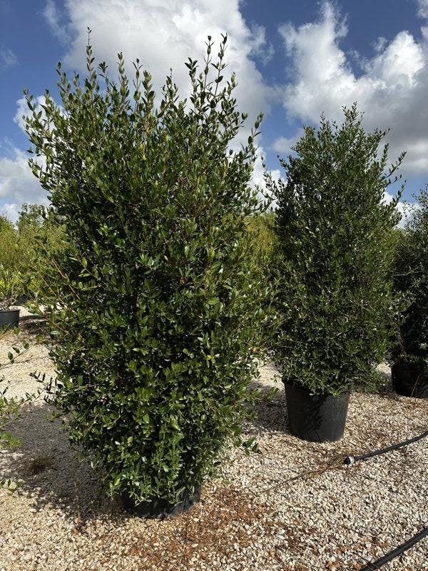 Phillyrea Angustifolia (Ilatro) — Cespuglio, altezza 150/175 cm, vaso 90 litri