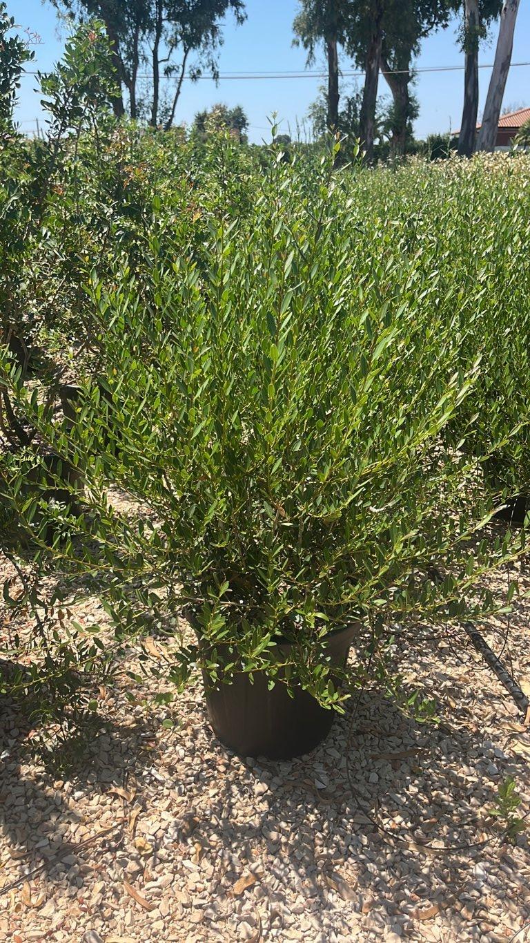 PHYLLIREA ANGUSTIFOLIA Ilatro sottile
