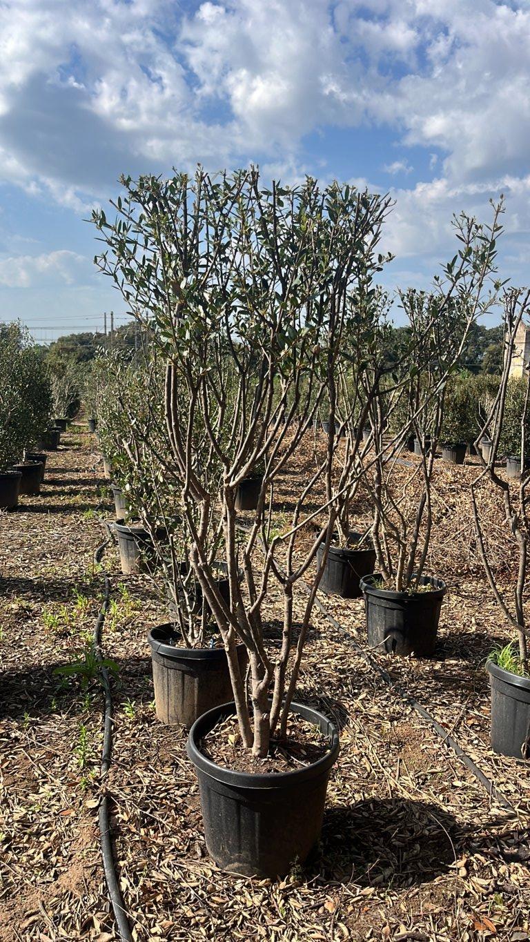 PHYLLIREA ANGUSTIFOLIA Ilatro sottile