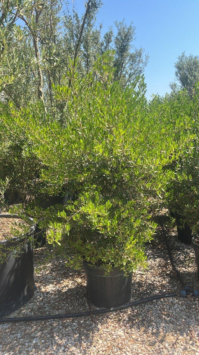 PHYLLIREA ANGUSTIFOLIA ROSMARINIFOLIA Ilatro sottile