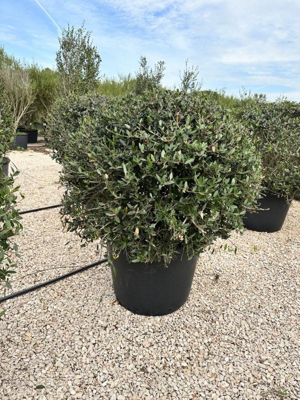 PHYLLIREA LATIFOLIA Fillirea latifoglia