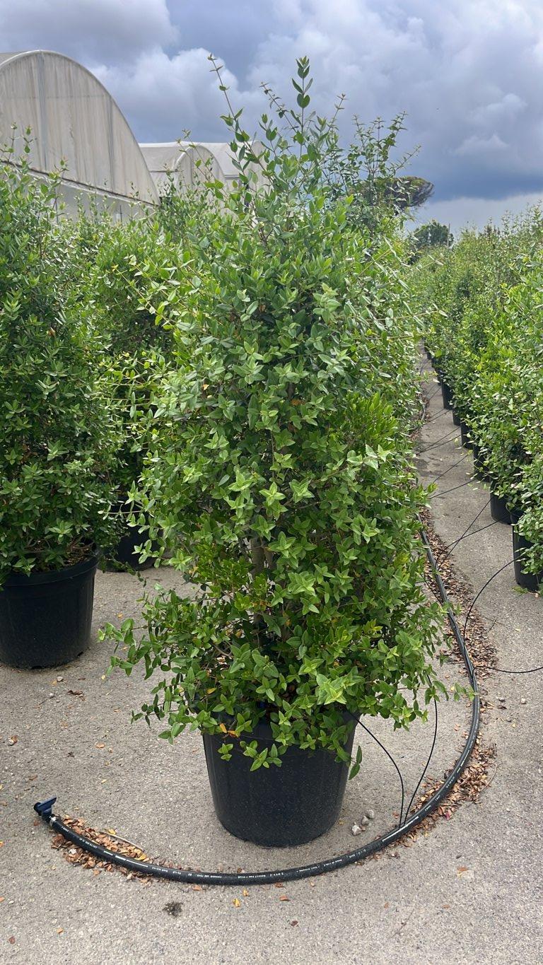 Phillyrea Latifolia (Ilatro comune) — Cespuglio, altezza 100/150 cm, vaso 35 litri