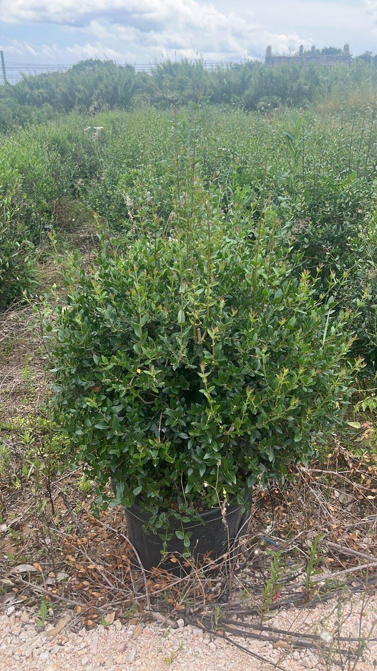 Phillyrea Latifolia (Ilatro comune) — Palla, vaso 45 litri