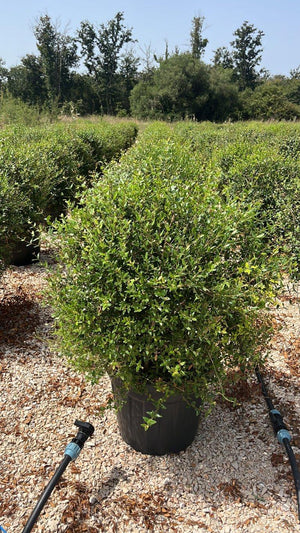 PHYLLIREA LATIFOLIA Fillirea latifoglia