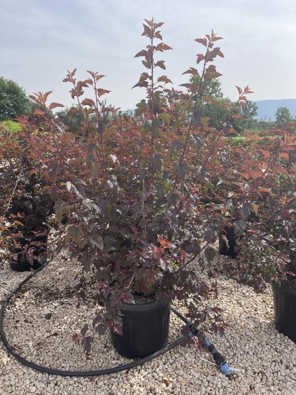 PHYSOCARPUS OPULIFOLIUS Fisocarpo a foglie di viburno